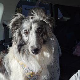 Iris - Shetland Sheepdog