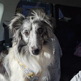 Iris - Shetland Sheepdog
