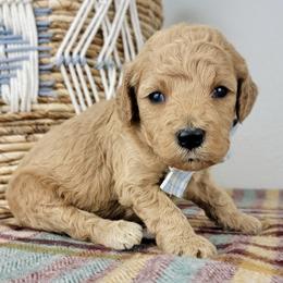 Copper - Apricot male Goldendoodle puppy in Temecula, California from Oodles O'Doodles