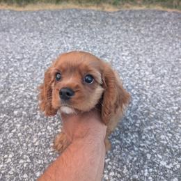 Paxos - Ruby male Cavalier King Charles Spaniel puppy in New Holland, Pennsylvania from Mountain Breeze Puppies