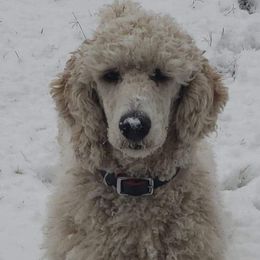 Aspen - Poodle