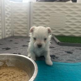 ACA Maltese boy puppy (2) Awakened - White male Maltese puppy in Florence, Arizona from Maltese Of Arizona