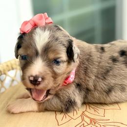 Coral - Blue merle female Miniature Australian Shepherd puppy in 32046, Florida from River Hill Ranch