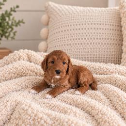 Alexandria - Red  female Goldendoodle puppy in Floyd, Virginia from Hearts and Paws Poodles and Doodles