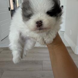 Boy 1 - Blue parti male Pomeranian puppy in Meridian, Idaho from Precious poms
