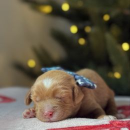 Blue - Caramel red male Australian Labradoodle puppy in Calhoun, Louisiana from Arrowhead Australian Labradoodles