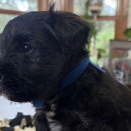 Miniature Schnauzers from Terri's Miniature Schnauzers