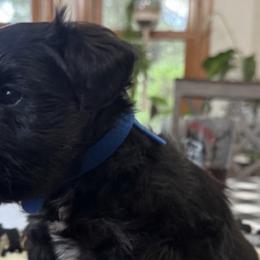 Miniature Schnauzers from Terri's Miniature Schnauzers