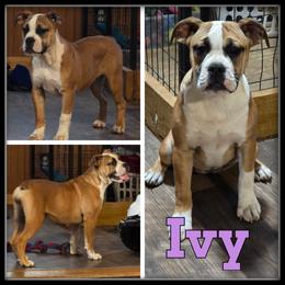 Ivy - Fawn and white Olde English Bulldogge puppy in Wheeler, Michigan from Haase Family Kennels
