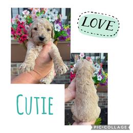 Cutie - Cream female Goldendoodle puppy in Chattanooga, Tennessee from Scenic City Doodles