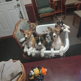 Basenji Puppies from Royal Basenji