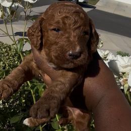 Heir - Red  male Poodle puppy in Corona, California from Garden Of Poodles