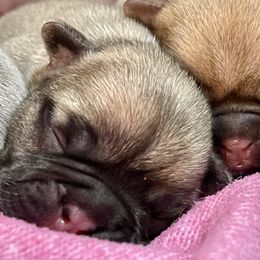 French Bulldog Puppies from A Pair of Ears