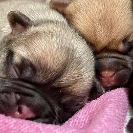 French Bulldog Puppies from A Pair of Ears
