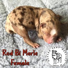 Winifred - Red merle female Miniature Australian Shepherd puppy in Jaroso, Colorado from Heaven Sent Aussies
