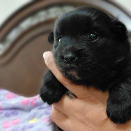 Meemee's Girl 1 - Black female Pomeranian puppy in Linwood, North Carolina from MJ's Pomeranians