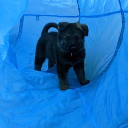 German Shepherd Puppies from Reign Land