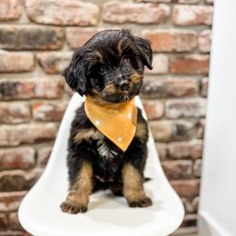 Cheddar - female Australian Mountain Doodle puppy in Sharpsburg, Georgia from Steindoodles