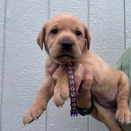 Purple - Yellow female Labrador Retriever puppy in Newton Grove, North Carolina from Wayalife Labradors & Gsp’s