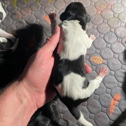 Boy 1 - Black and white male German Shorthaired Pointer puppy in Providence, Kentucky from Dills German Shorthairs