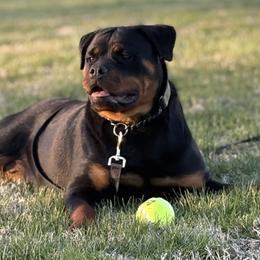 Rottweilers from Von Hause Gaelic