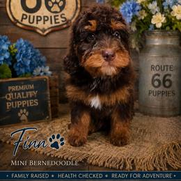 Boy 3, Buckeye - Phantom male Bernedoodle puppy in Delphos, Ohio from Route 66 Puppies