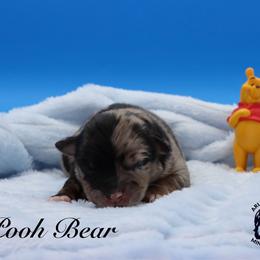 Pooh Bear - Blue merle male Miniature Australian Shepherd puppy in Weeki Wachee, Florida from Arlington's Mini Aussies