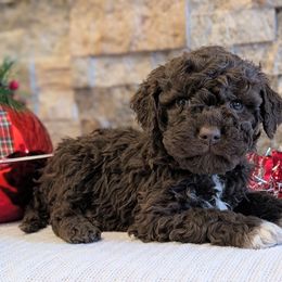 Topaz - Brown male Lagotto Romagnolo puppy in West Jordan, Utah from Salt Lake Lagotto