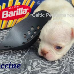 Fettucine - Lilac male Boston Terrier puppy in Griffin, Georgia from Celtic Performance Bostons
