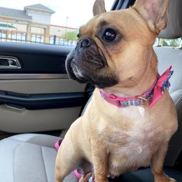 French Bulldog All Grown Up from Head Turner Kennels, LLC
