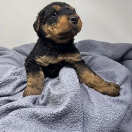 Airedale Terrier Puppies from Farm 55