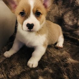 Pembroke Welsh Corgi Puppies from Hammon Pembroke Welsh Corgis