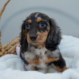 Sassy Ponyo - Dapple female Dachshund puppy in Temecula, California from Naomi Magee's Dachshund Kennel