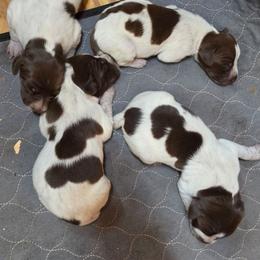 Girl 4 - Liver roan female German Shorthaired Pointer puppy in Henderson, Texas from C4 Gun Dogs