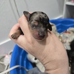 Dapple female big black spot - Dapple female Dachshund puppy in Fulton, Missouri from New Hope Dachshund Puppies
