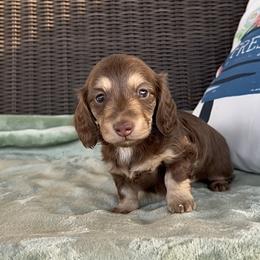 Hershey - Chocolate and cream male Dachshund puppy in Poteau, Oklahoma from Sisters Dazzling Dachshunds
