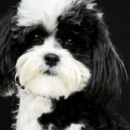 Companion Crosses and Havanese from Big Hearted Breeders