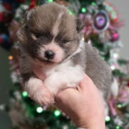 Blue sable boy - Blue sable male Pomeranian puppy in Brighton, Colorado from POMS OF CBBK