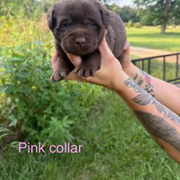 Pink girl - Chocolate female Labrador Retriever puppy in Conway, Missouri from Ozark Mountain Kennel