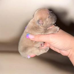Winston - Blue fawn male French Bulldog puppy in Houston, Alabama from Orderofthebulldogs, LLC