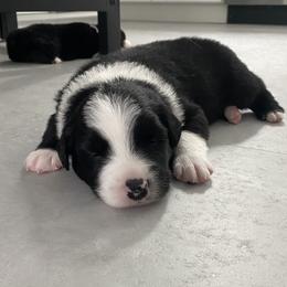 Australian Shepherd Puppies from Lil' Blue Blessings