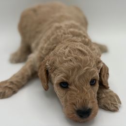 Ash - Cream male Poodle puppy in Southampton, New Jersey from Lavishly Loved Pets LLC