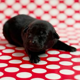 Covey - Black female Labrador Retriever puppy in Isle, Minnesota from Dog Ear Outfitters