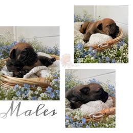 1ST PICK - Red male Boerboel puppy in Pennsylvania from Cold River Boerboels