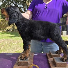 Boy 2 - Black and tan male Gordon Setter puppy in Milton, Florida from Katherine's Golden Retrievers, Gordon Setters, and English Setters