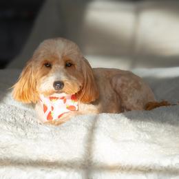 Lilly - Goldendoodle