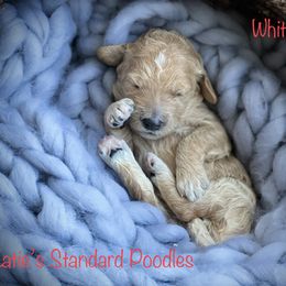 Poodle Puppies from Katie’s Standard Poodles