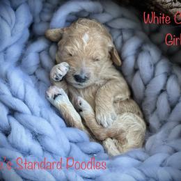 Poodle Puppies from Katie’s Standard Poodles