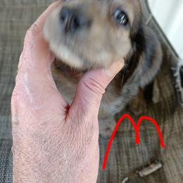 Dachshund Puppies from Bailey's Dachshunds