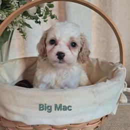 Cavapoo and Sheepadoodle Puppies from Kelley's Goldens Poodles and Doodles
